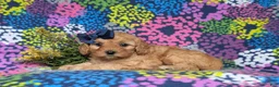 Cavapoo dogs for sale: Karissa - Ad 4