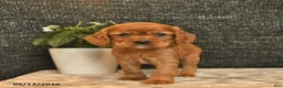 Cockalier dogs for sale: Viking  - Ad 5