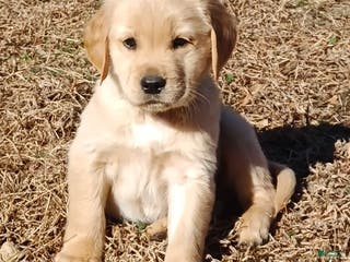 Golden Retriever dogs Golden Retriever Puppy Little Blue Boy - Ad 4