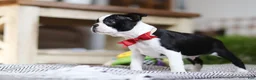 Boston Terrier dogs for sale: Winston - Ad 7