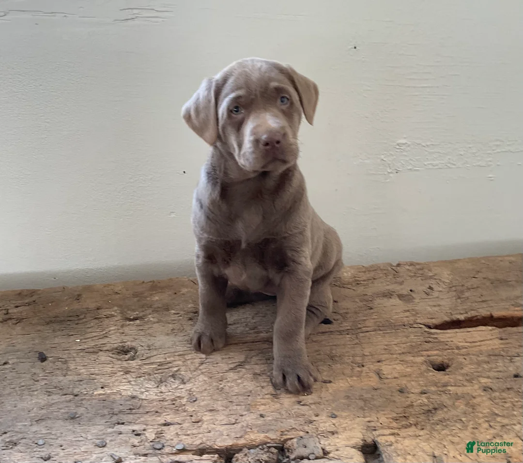 Labrador Retriever dogs for sale: Sadie - Ad 4