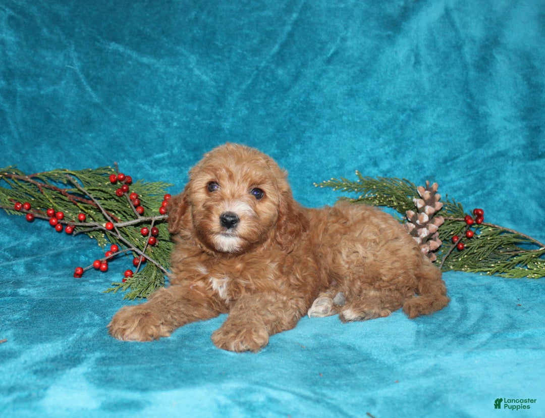 Mini Goldendoodle dogs for sale: Honey - Ad 3