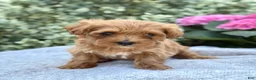 Toy Poodle dogs for sale: Penny - Ad 1
