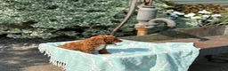 Toy Poodle dogs for sale: Tommy - Ad 14