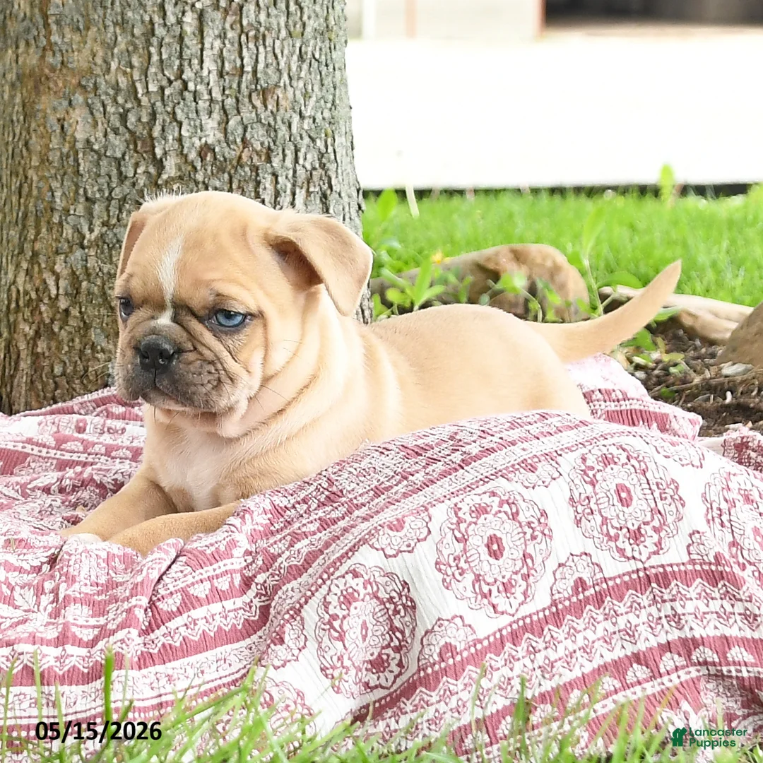 Mixed Breed dogs for sale: Hector - Ad 2