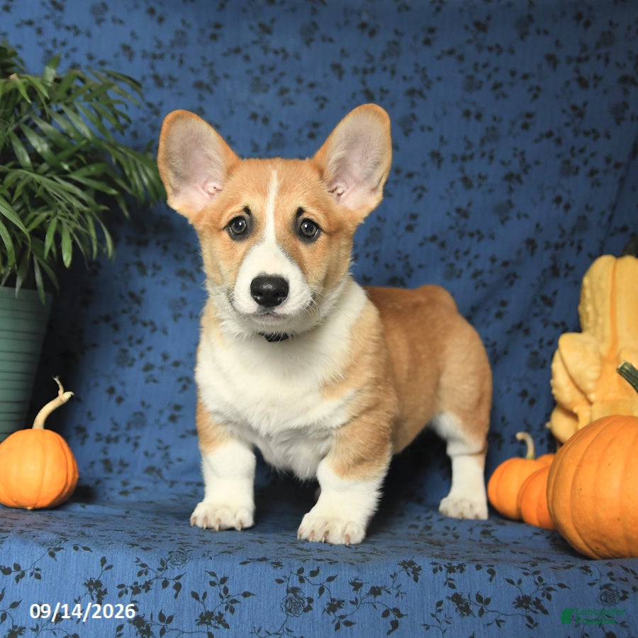 Welsh Corgi Pembroke dogs Lucky - Ad 1