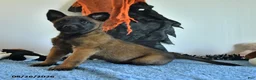 Belgian Malinois dogs for sale: Tonks - Ad 8