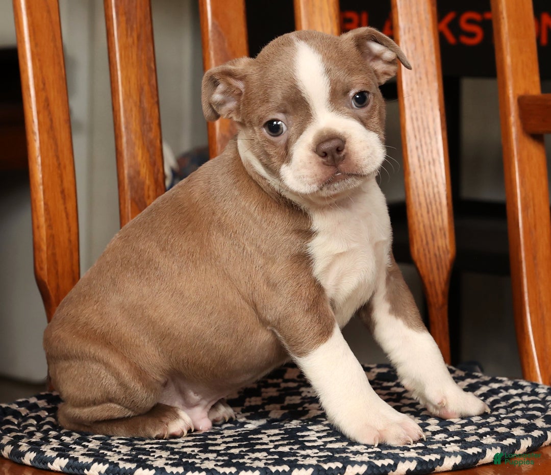 Boston Terrier dogs for sale: Riley - Ad 8