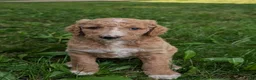 Goldendoodle dogs for sale: Tyson  - Ad 9