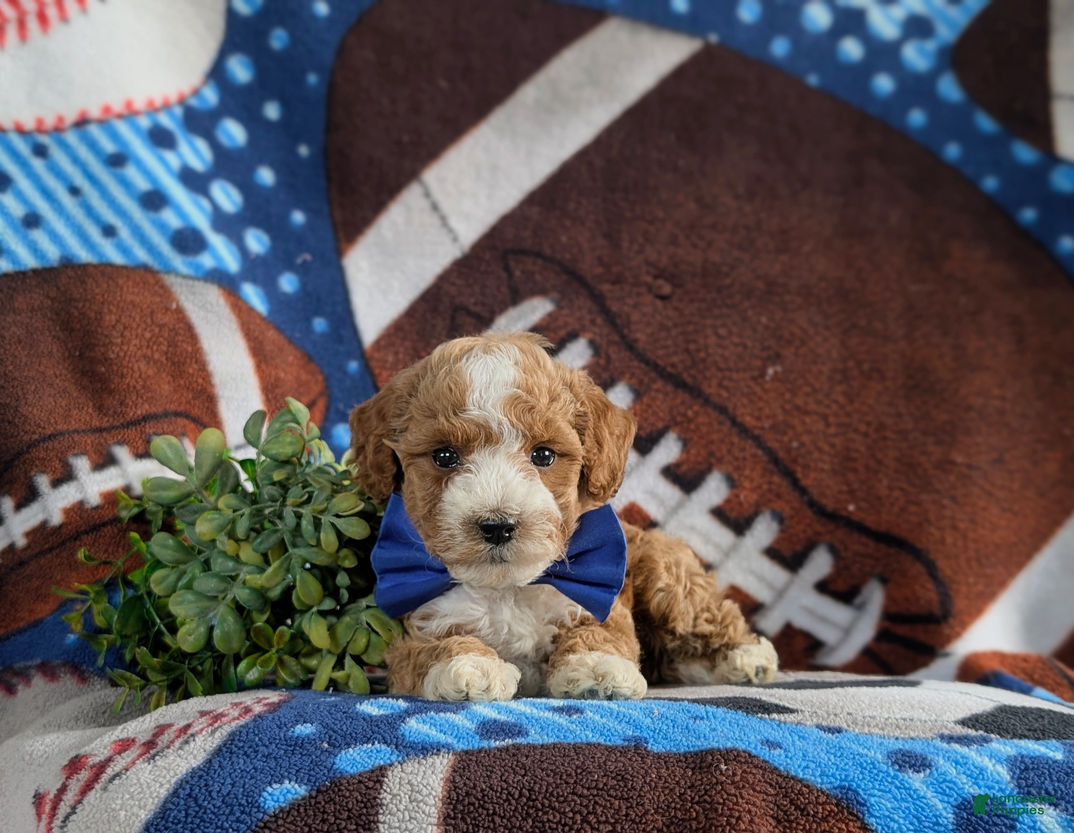 Bichpoo dogs for sale: Paxton 9 lbs Full Grown - Ad 6