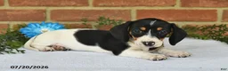 Miniature Dachshund dogs for sale: Jody - Ad 5