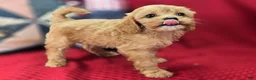 Cavapoo dogs for sale: Miles - Ad 11