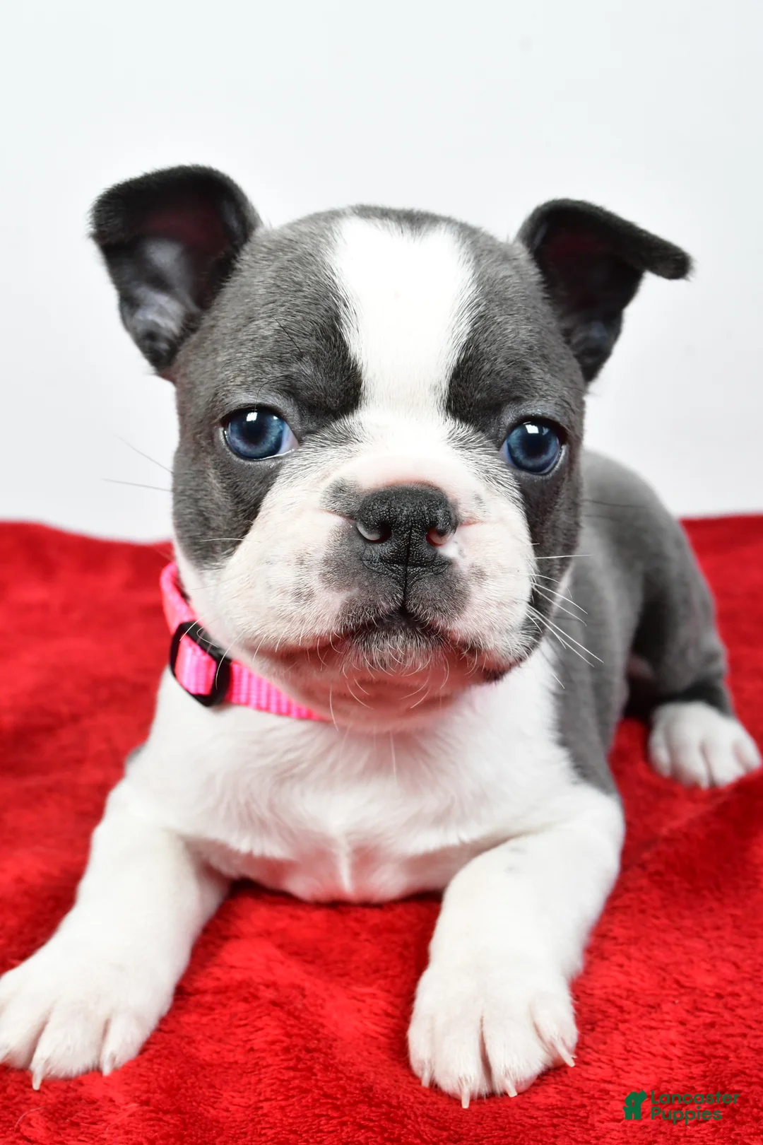 Mixed Breed dogs for sale: Lola - Ad 10