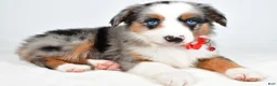 Miniature Australian Shepherd dogs for sale: Makena - Ad 6
