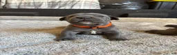 Cane Corso dogs for sale: Orange  - Ad 1