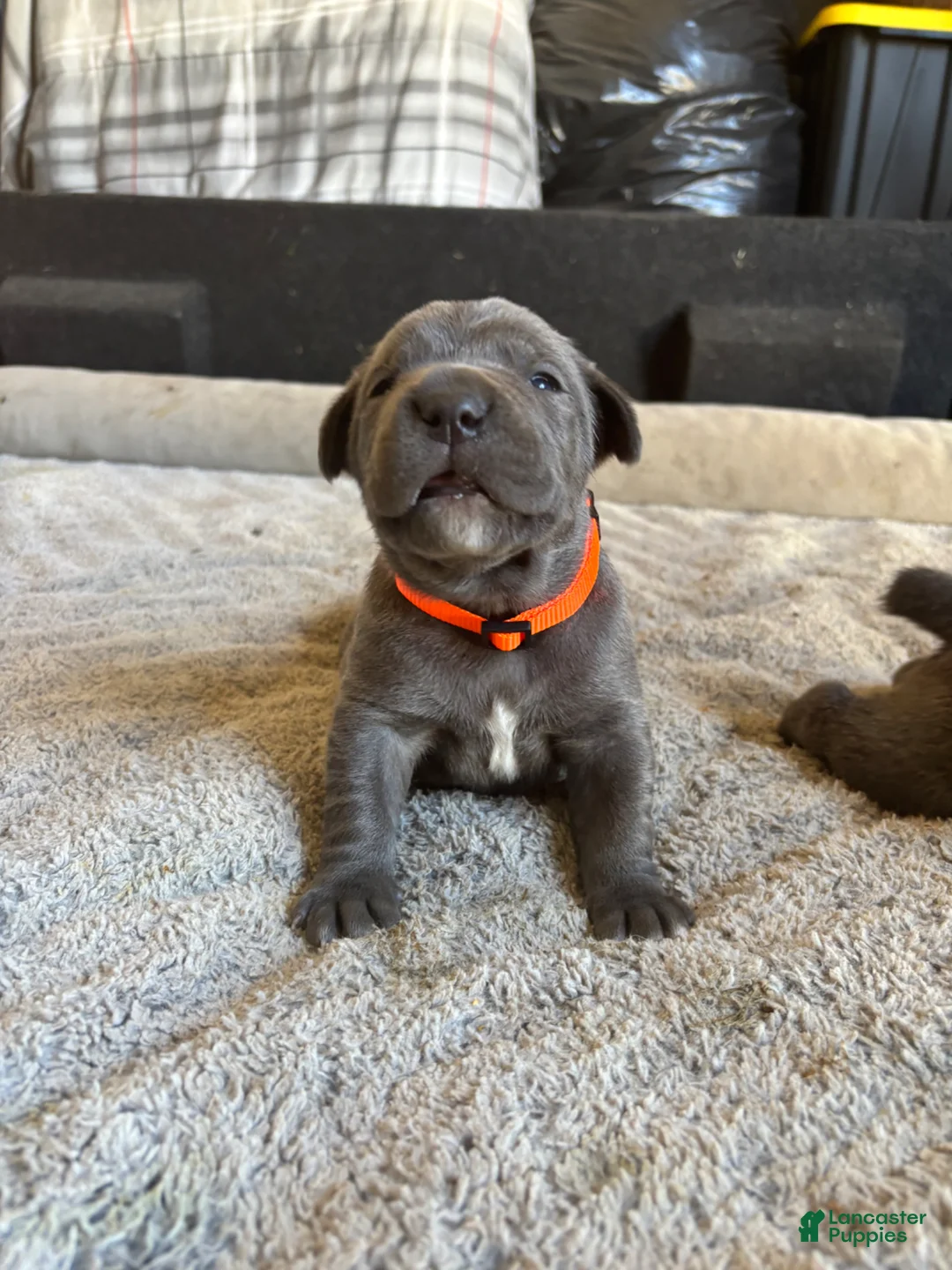 Cane Corso dogs for sale: Orange  - Ad 1