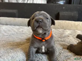 Cane Corso dogs for sale: Orange - Ad 4