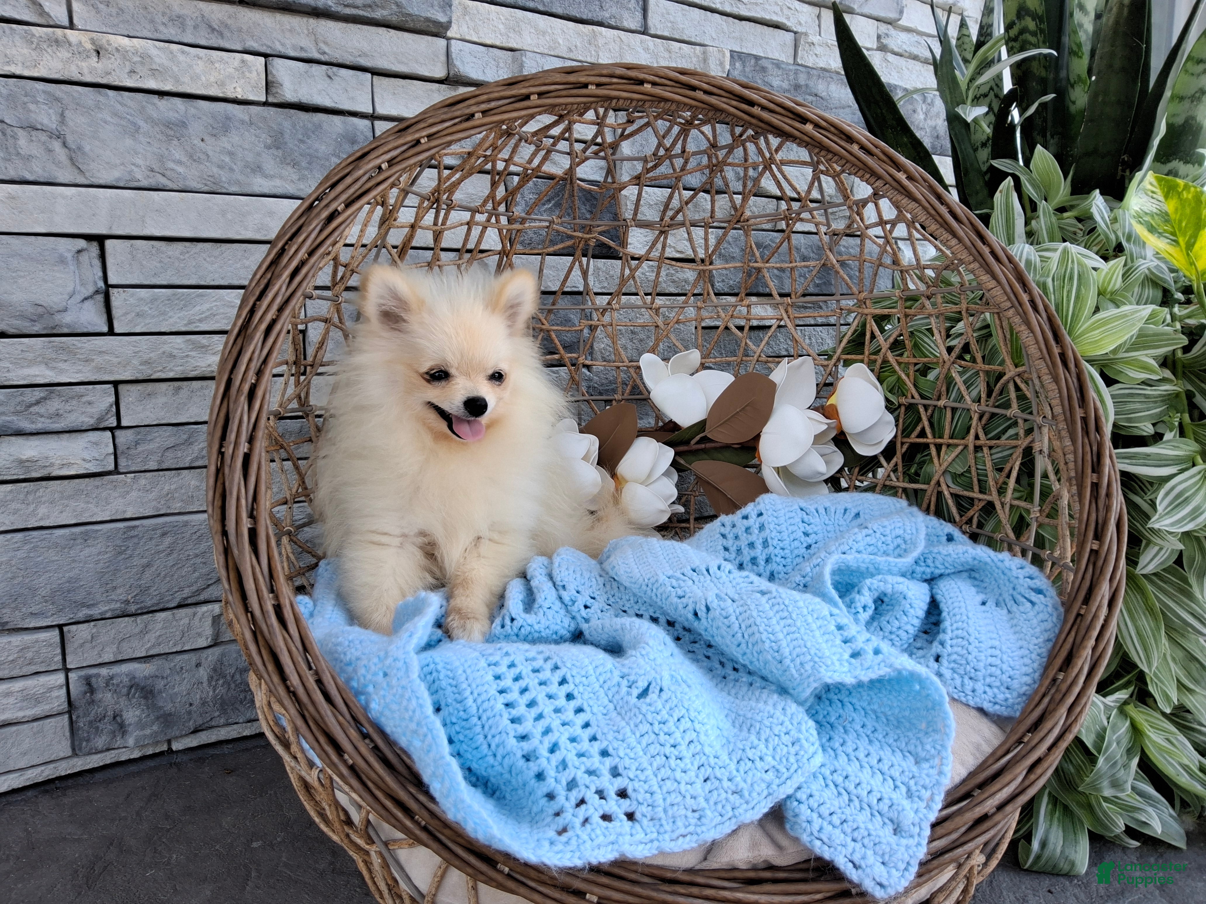 Pomeranian dogs Hunter  - Ad 2