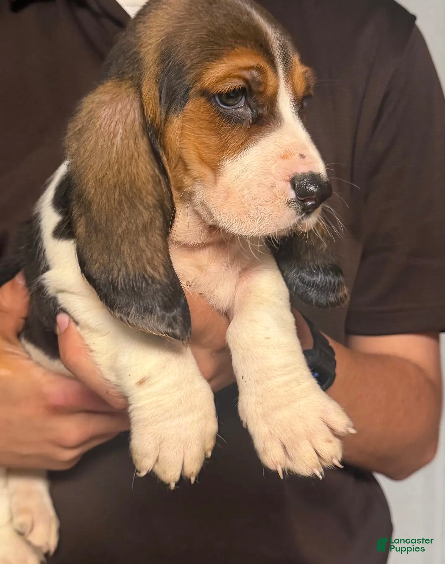 Basset Hound dogs for sale: Burno Boy - Ad 3