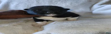 Akita Puppy 5