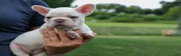 French Bulldog dogs for sale:  Fiona Rose🎀 - Ad 17