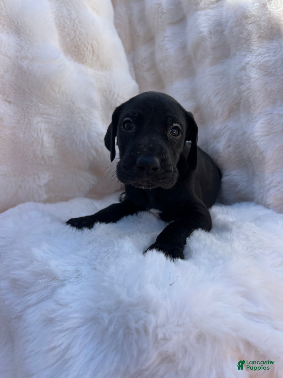 Great Dane dogs for sale: Independent  - Ad 1