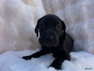 Great Dane dogs Independent - Ad 8