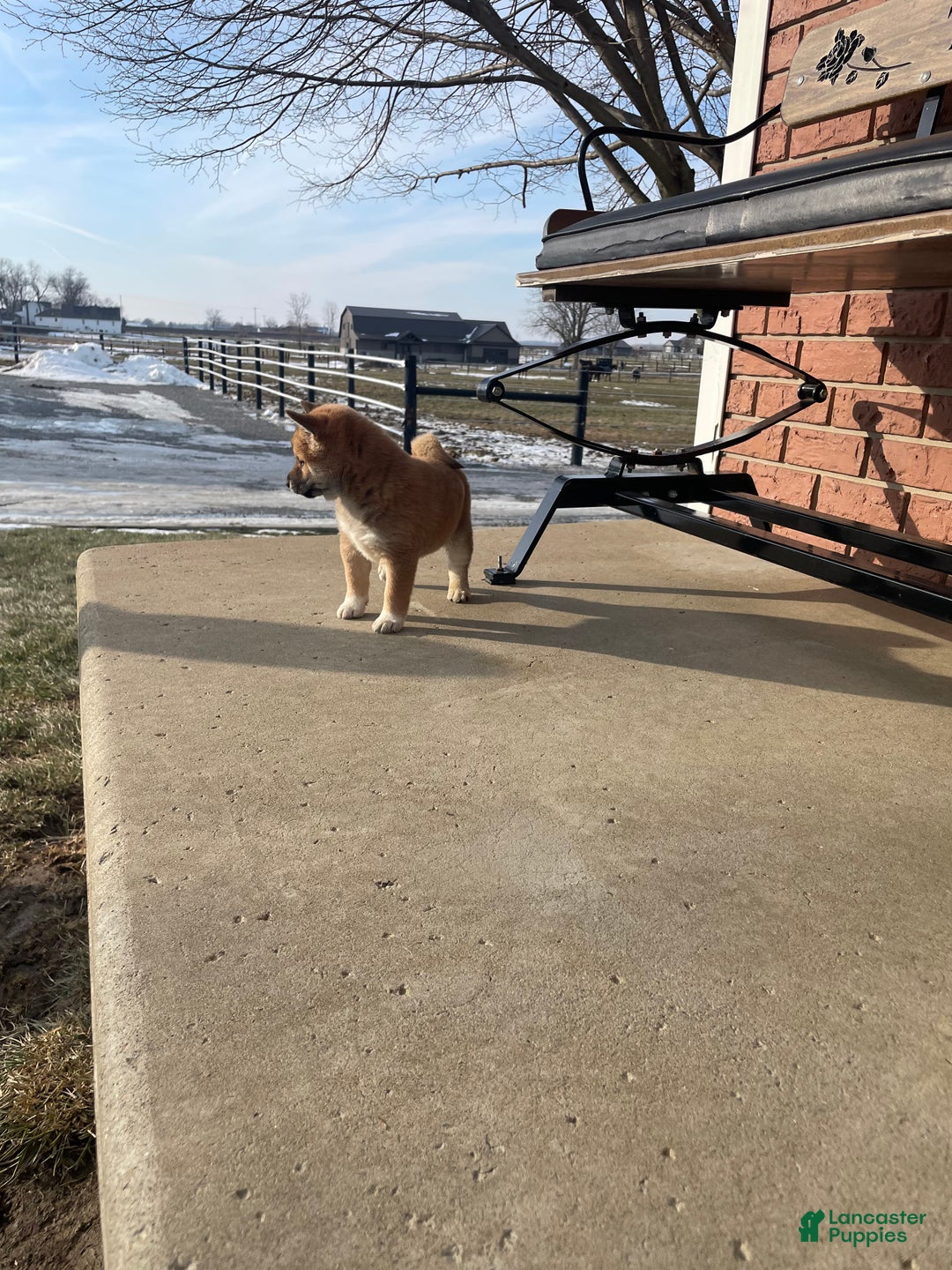 Shiba Inu dogs for sale: TabithaShiba Inu Puppy 5 - Ad 2