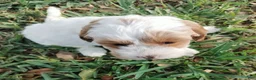 Cockapoo dogs for sale: Princess - Ad 2