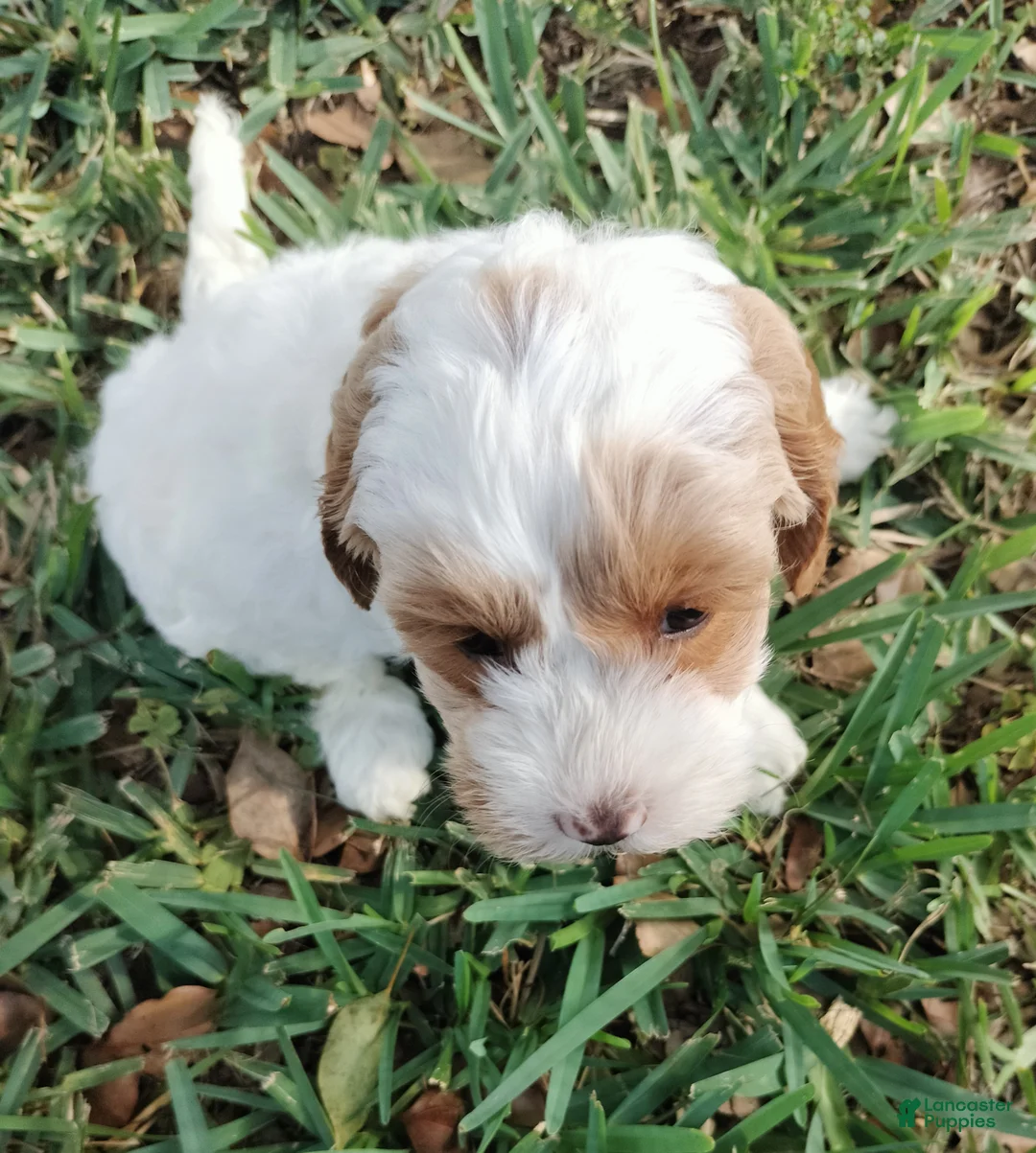 Cockapoo dogs for sale: Princess - Ad 2
