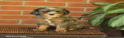 Bernedoodle dogs for sale: Buddy - Ad 2