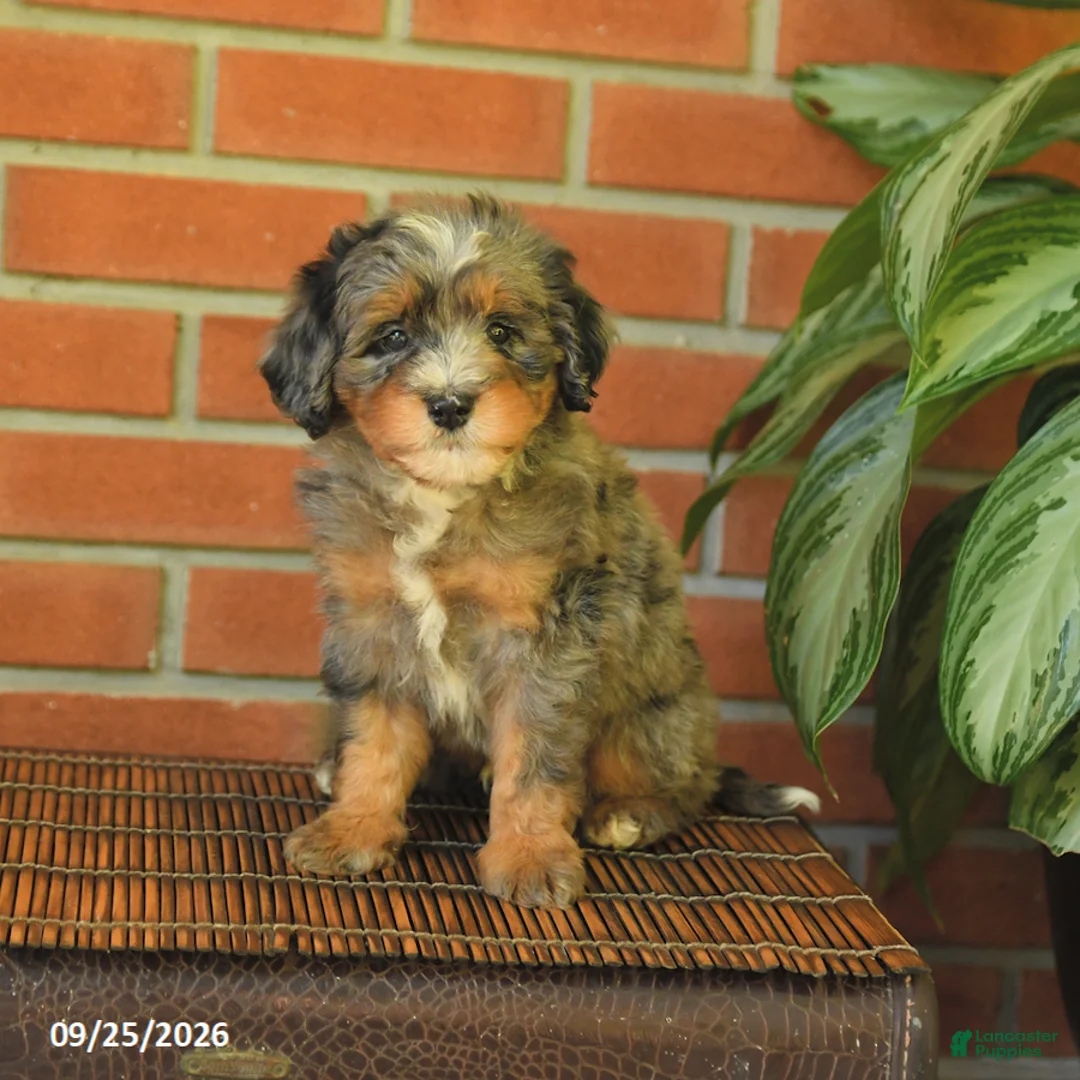 Bernedoodle dogs for sale: Buddy - Ad 2