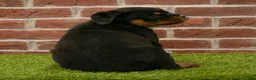 Rottweiler dogs for sale: Violet - Ad 5