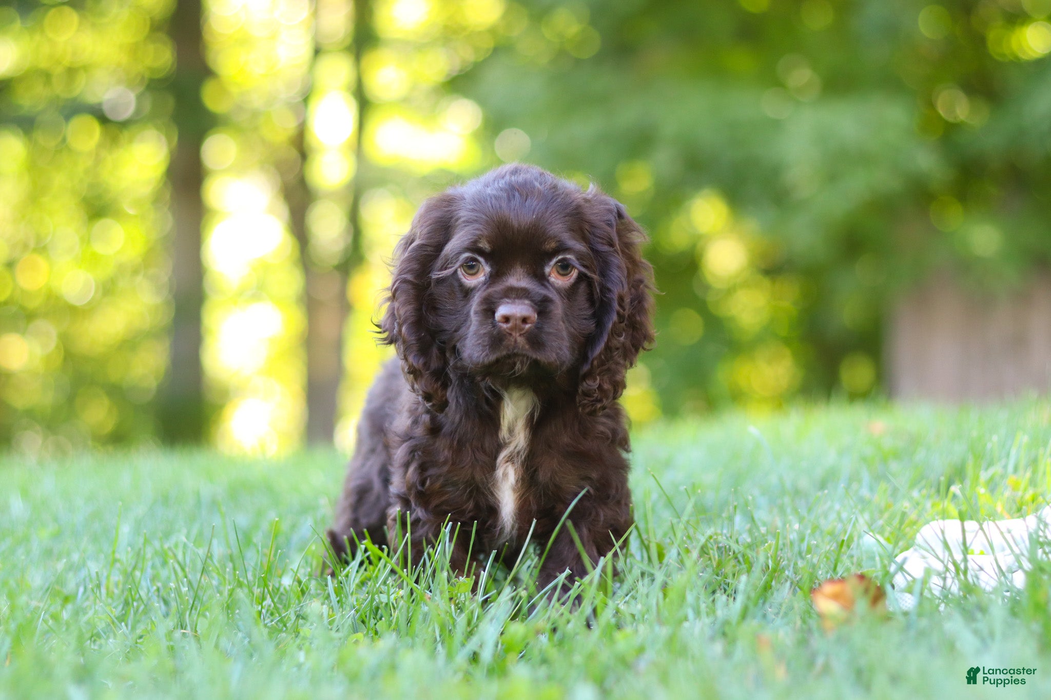 Cocker Spaniel dogs Bella - Ad 2