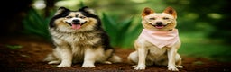 Pomsky dogs for sale: Pomsky Puppy 2 - Ad 6