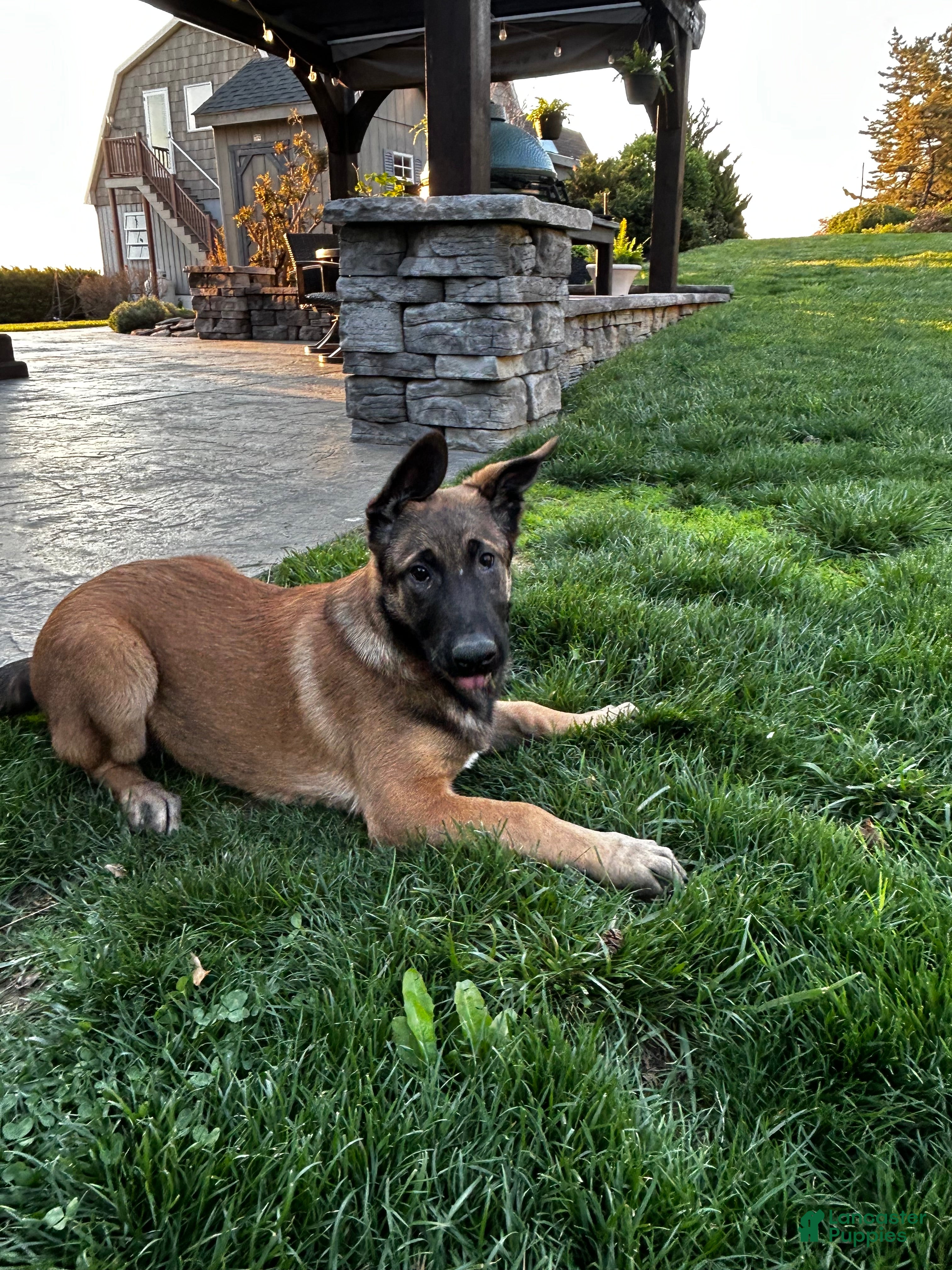 Belgian Malinois dogs Belgian Malinois Puppy Luna - Ad 1