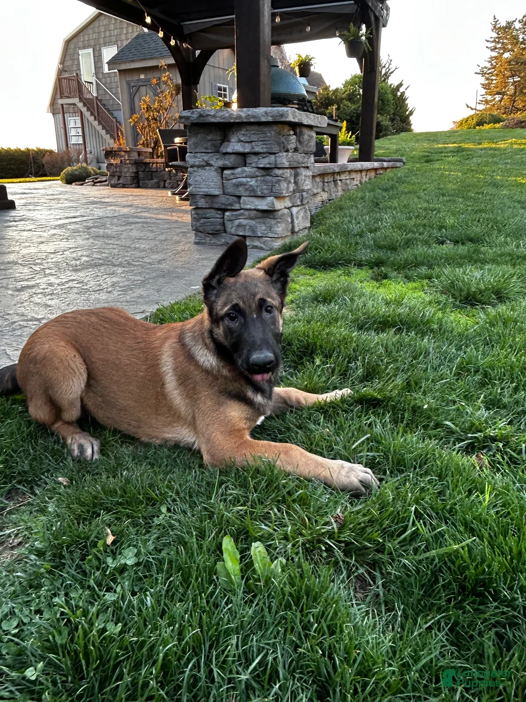 Belgian Malinois dogs for sale: Belgian Malinois Puppy Luna - Ad 1
