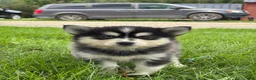 Pomsky dogs for sale: Dolly - Ad 2