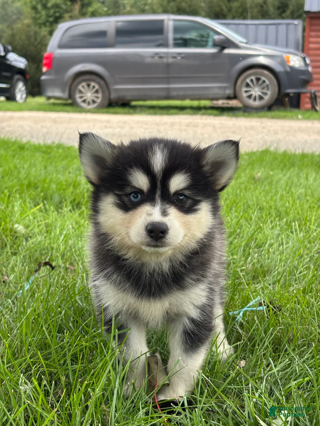 Pomsky dogs for sale: Dolly - Ad 2