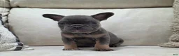 French Bulldog dogs for sale: Finley - Ad 6
