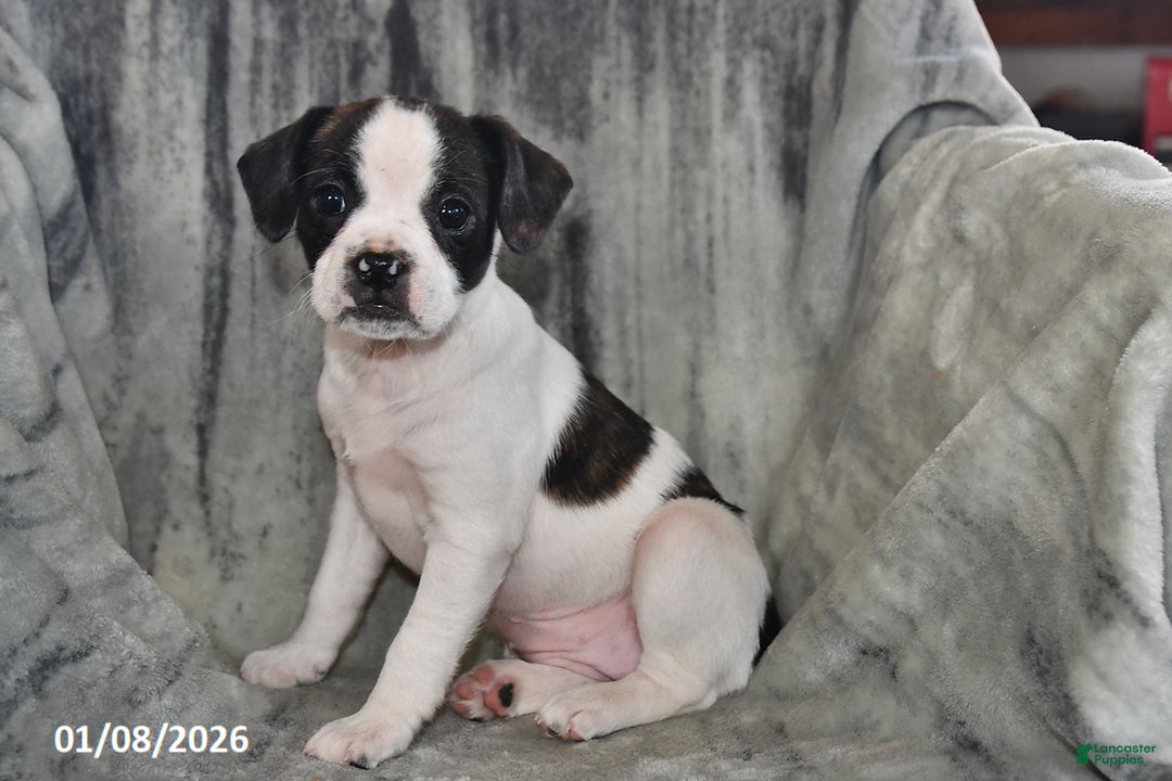 Mixed Breed dogs for sale: Kit Kat - Ad 5