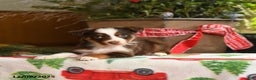 Australian Shepherd dogs for sale: Asher - Ad 2