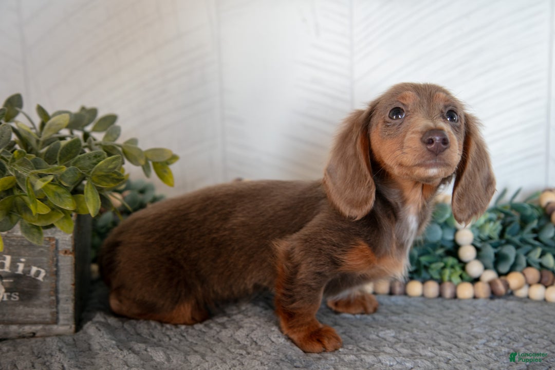 Miniature Dachshund dogs for sale: Lacy - Ad 2