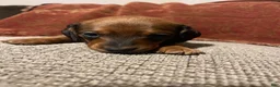 Miniature Dachshund dogs for sale: Hazelnut  - Ad 8