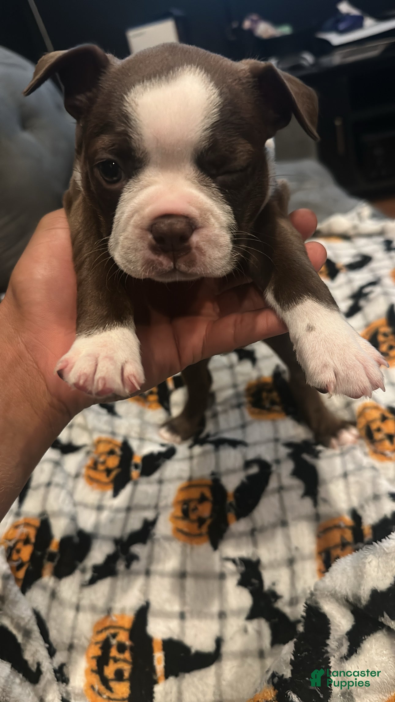 Boston Terrier dogs for sale: Tuesday - Ad 9