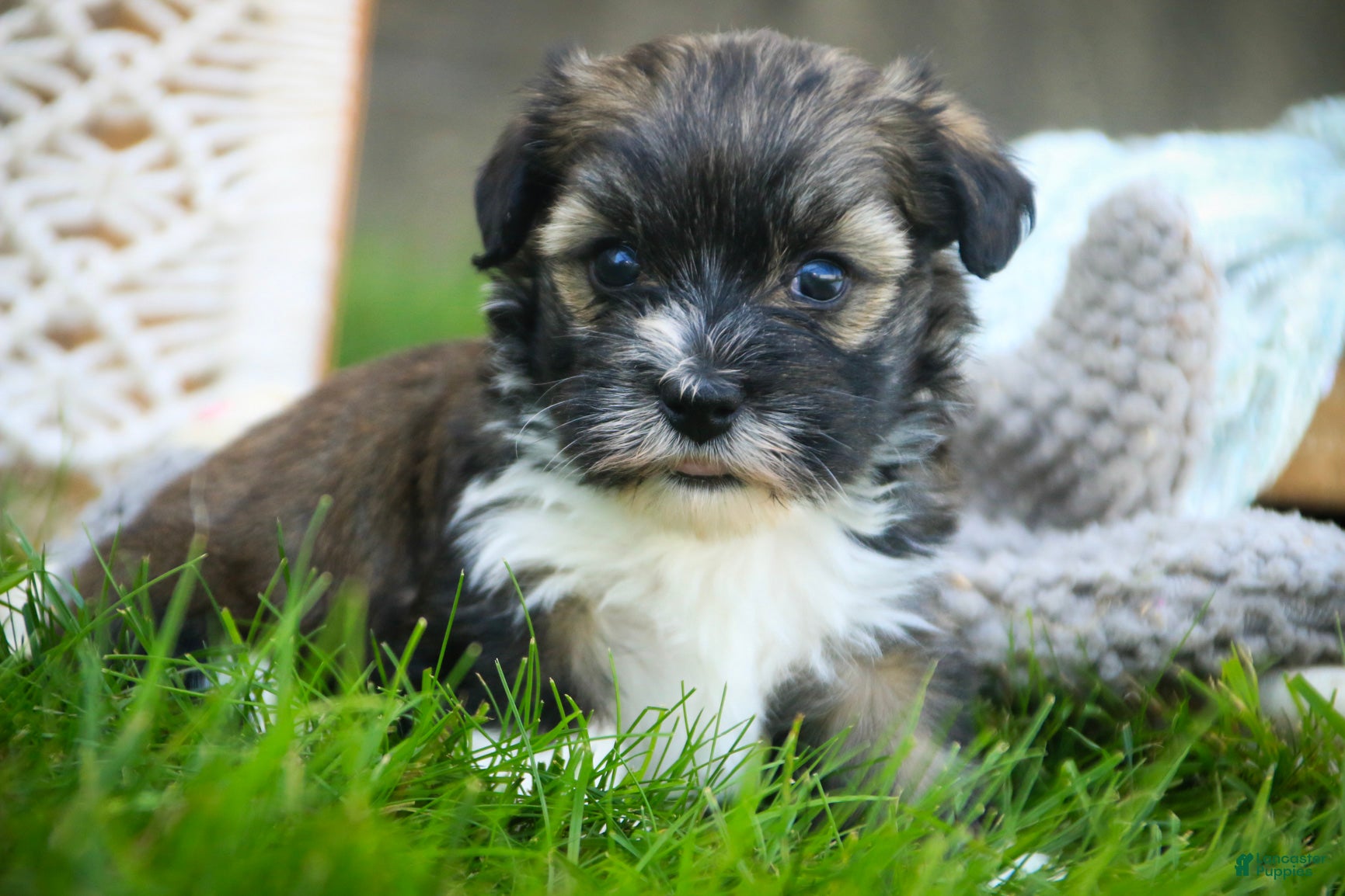 Havanese dogs Carrie Havanese  - Ad 2