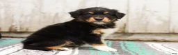 Australian Shepherd dogs for sale: Tessa - Ad 3