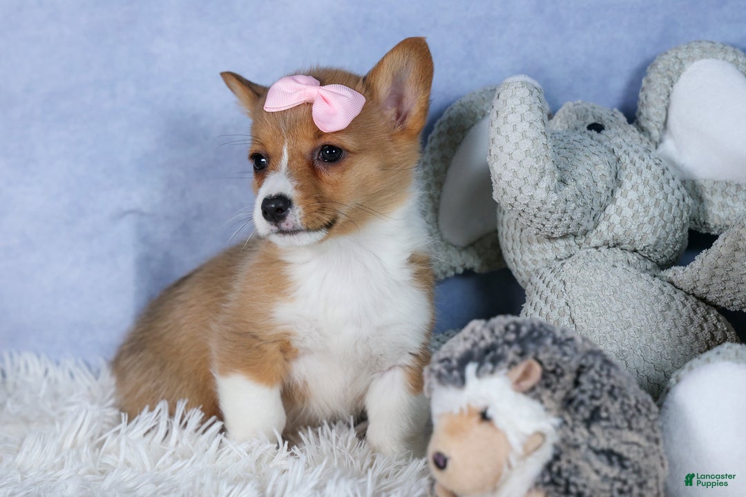 Welsh Corgi Pembroke dogs for sale: Amber - Ad 5