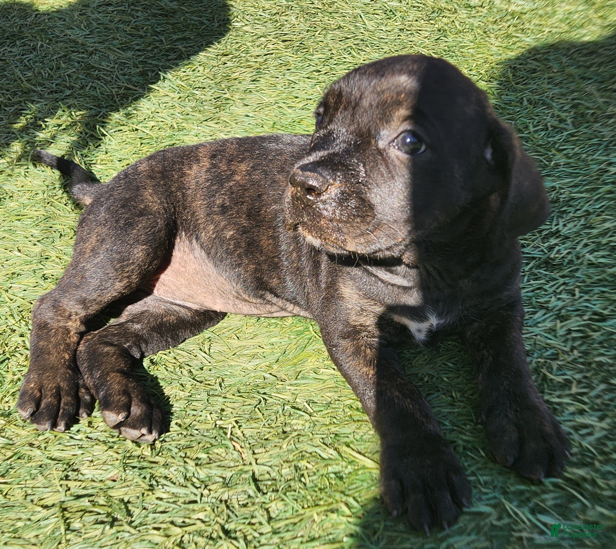Mixed Breed dogs Mixed Breed 7 - Ad 20