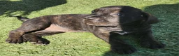 Mixed Breed dogs for sale: Mixed Breed 7 - Ad 1